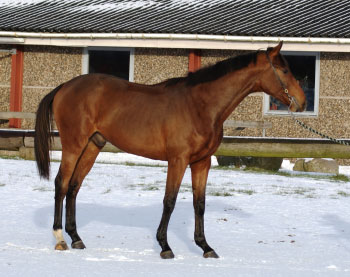 Irish Hawk (DEN)