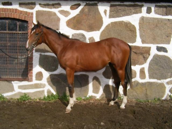 Lot nr. 21 /SWE00000522 åring efter Jeune Homme (USA)
/ Nureyev - Alydariel e Alydar