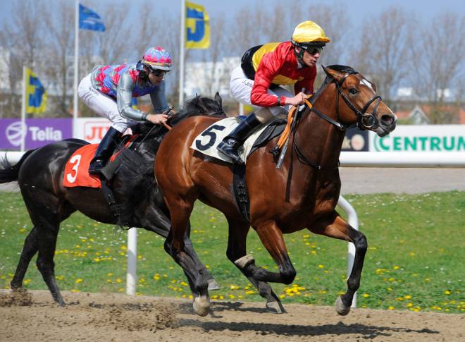 Topsprinteren Liber (GB) med Jacob Johansen vinder et Klasse 1 løb på 1600m på Jägersro Galopp. Foto Stefan Olsson / Svensk Galopp