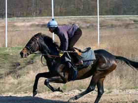 Jockeylærling Danny Patil træner