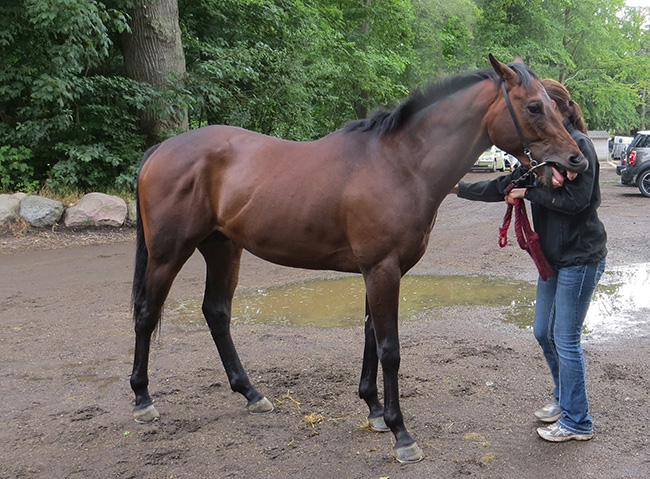 Brownie (FR)