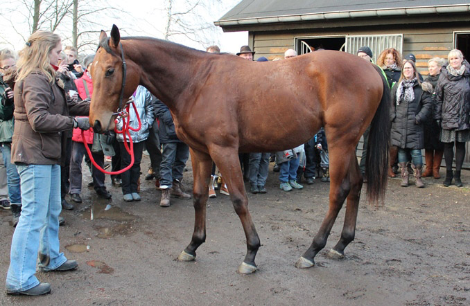 Cabanac (GB) 14. dec. 2014, stald Bent Olsen, Klampenborg Galopbane