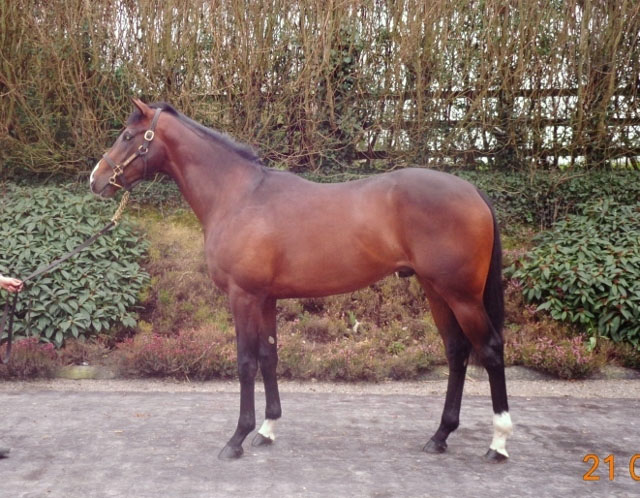 Alberone (IRE)