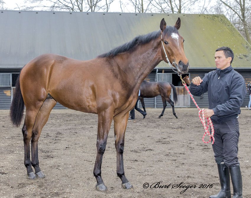 French Warrior (FR)