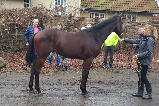 French Warrior (FR)