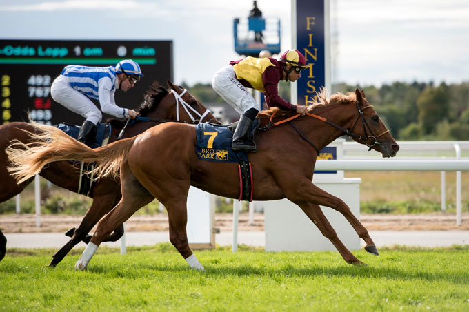 Red Cactus (USA) sejrer i Svealandlöpning, Bro Park, 23. sep. 2018. Foto svenskgalopp.se