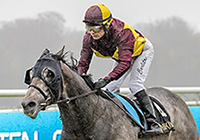 Grey Flash (USA)