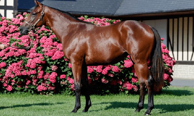 Nascetta (IRE)