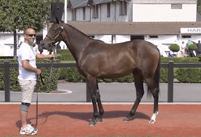 Solitaire (FR), købt på Arqana, Dauville, august 2019