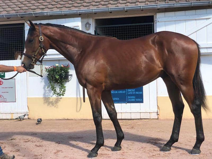 Geoffrey (GB), september 2020. Foto Morten Buskop Bloodstock