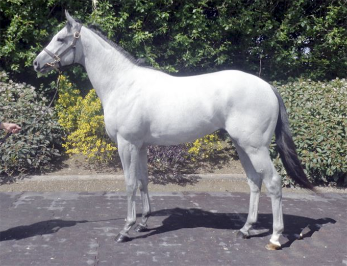 Pjerrot (USA), købt på Arqana Breeze Up, 2021