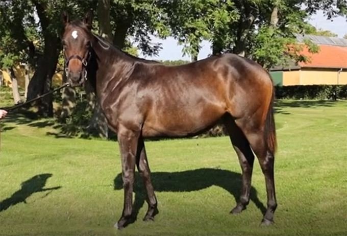 Amicone (IRE)