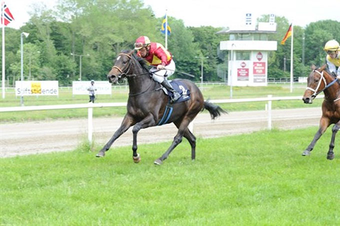 2-årige Amicone (IRE), ejet af Lone Kaj-Nielsen, på Jydsk Væddeløbsbane 8. juni 2022, redet til maidensejr af Marcos Robaldo. Foto: Ole Hindby