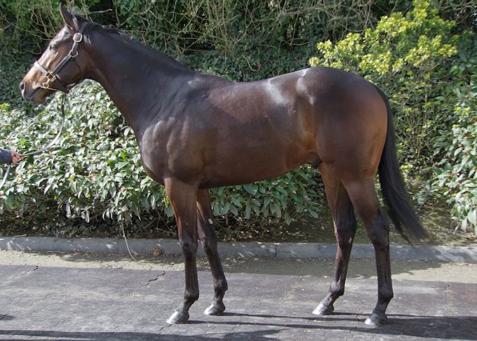 Irish Hope (IRE)