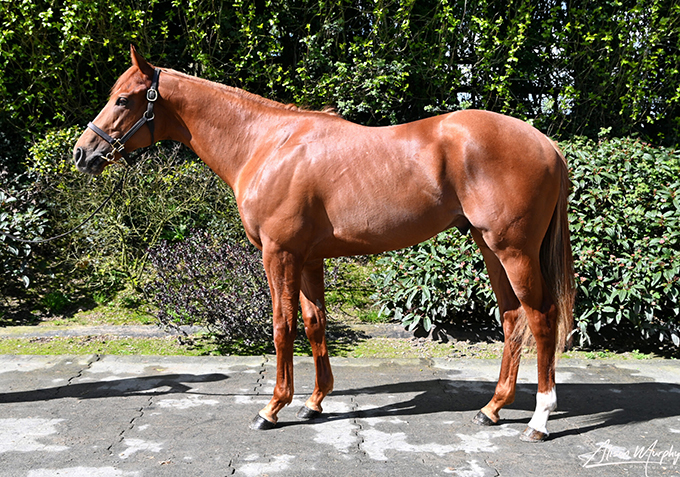 Great Wish (IRE)