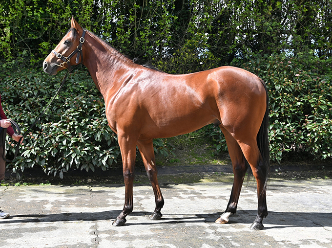 King Of Ten (IRE)