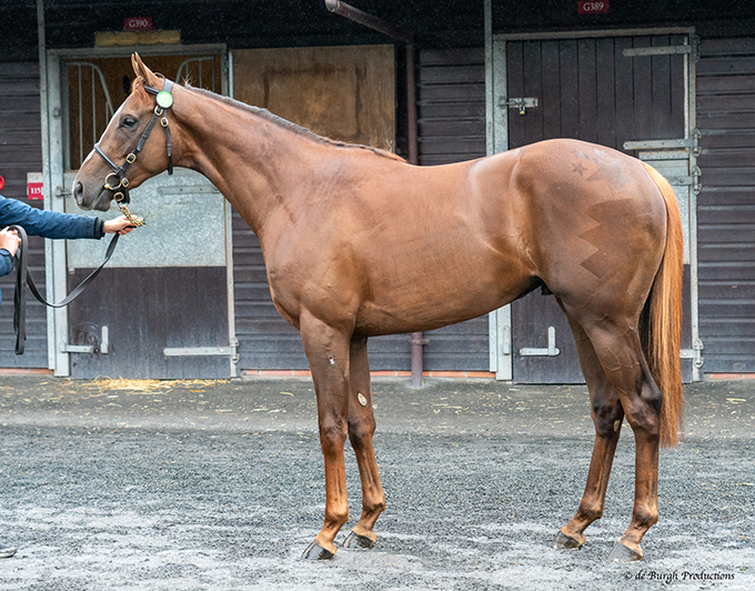 Hingst, født 2021 efter Cotai Glory (Exceed And Excel), 
	lot 52, købt af Bent Olsen. Foto Goffs.