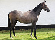 Noble Grey (DEN)