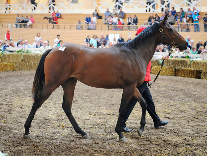 Elodie (SWE) på salgslisten oktober 2015. Foto Steffan Olsson, Svensk Galopp