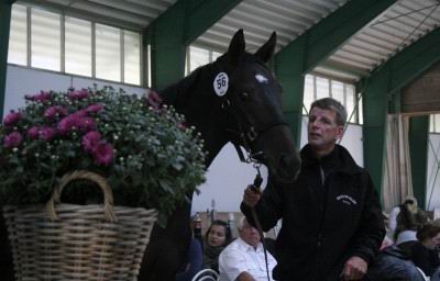 katalogtekst: Lot 56 (herover), brun hingst v. Final Appearance - Half Row (Saville Row) blev solgt for 120.000 kroner til træner Bent Olsen. 
Åringen er helbror til bl.a. Derby- og 2000 Guineas-vinderen Cut Champion