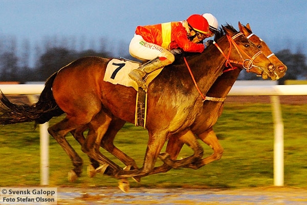 Azincourt side om side med sin værste konkurrent på Jägersro Galoppbane 14. nov. 2010