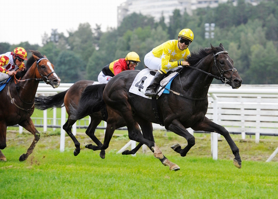 Dingle View (Ire), i midten af billedet, delvis skjult af vinderen Giant Sandman (Ire), blev
indhentet på de sidste meter. 
Foto: Stefan Olsson / Svensk Galopp