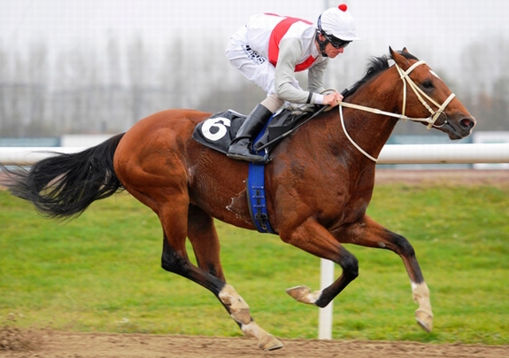 4-årige Reggae Dancer (IRE) på vej mod ny sejr. Foto: Stefan Olsson / Svensk Galopp
