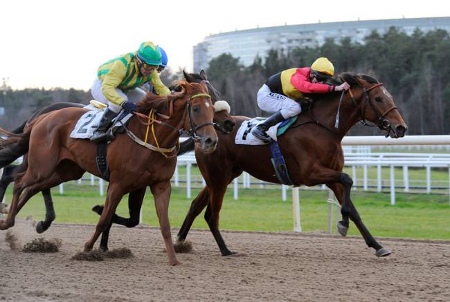 Det kneb for 2 årige Prince Field (IRE) at koncentrere sig på vej mod sejren på Täby Galopbane, onsdag den 7. november 2012. Jockey Jacob Johansen karakteriserede 
	opløbet som slalomagtigt. Foto Stefan Olsson, Svensk Galopp