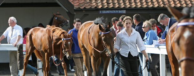 På Tattersalls Horses in Training Sale er der mulighed for at gøre et godt køb