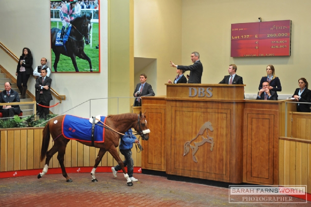 Doncaster Breeze Up auktion april 2014. Foto Sarah Farnsworth
