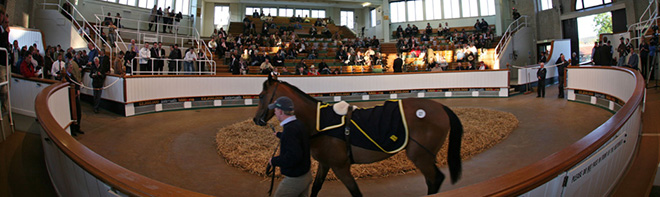 Panoramabillede, www.tattersalls.com. Efterårsauktionen i 2014 finder sted 27 – 30 oktober.