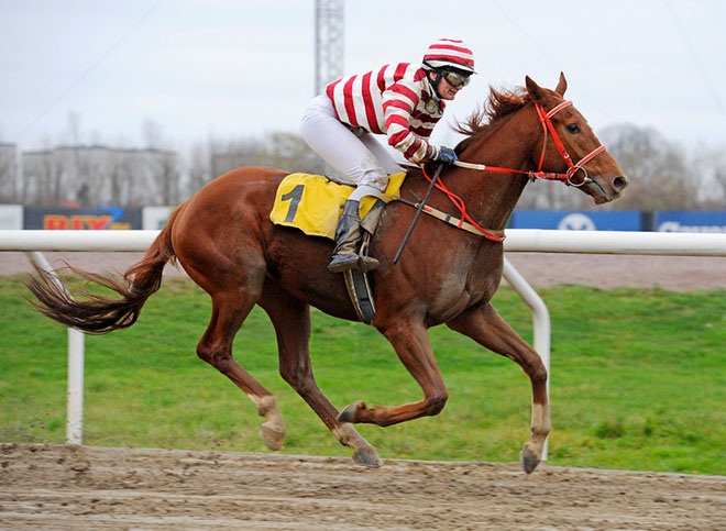 Papa Bear og Lea Olsen på Jägersro Galoppbane den 26. nov. 2014 på vej mod mål med 2,5 længdes føring. Foto Stefan Olsson