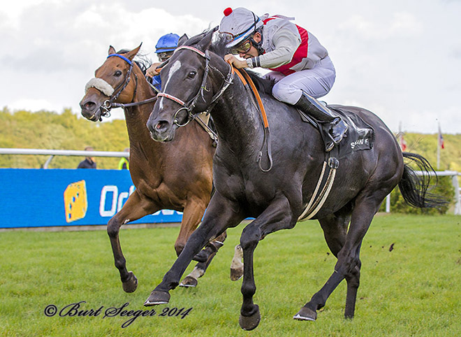 Smokey Storm (GB) med jockey Marcos Robaldo sejrer i Efterårssprinten 27. sep. 2014
	på Klampenborg Galopbane. Foto Burt Seeger