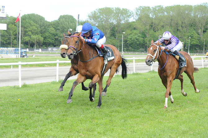 Efter en kanonsæson i 2014 er Miss Tiffany
	igen på banen, denne gang med sejr i Kahyl Valpreløb 2015 - et løb for hopper over 2000m, søndag den 7. juni 2015 på Jyllandsløbsdagen. Foto: Ole Hindby