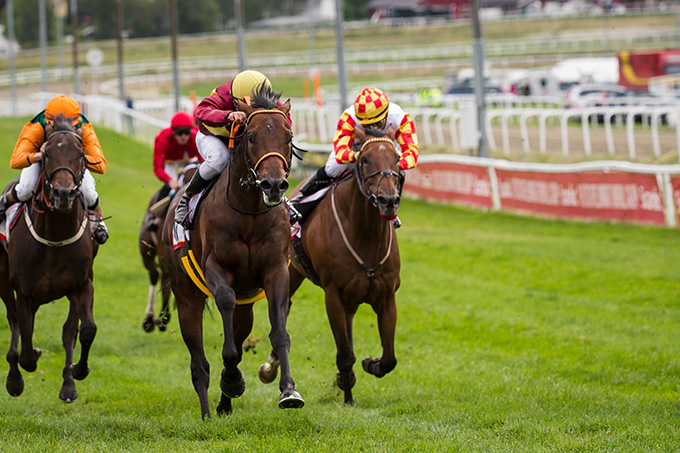Brownie (FR) med jockey Oliver Wilson vinder Gruppe 3 løb i Marit Sveaas Minneløp, Øvrevoll Galoppbane, 28. august 2016. Foto Hestesportens Bildearkiv