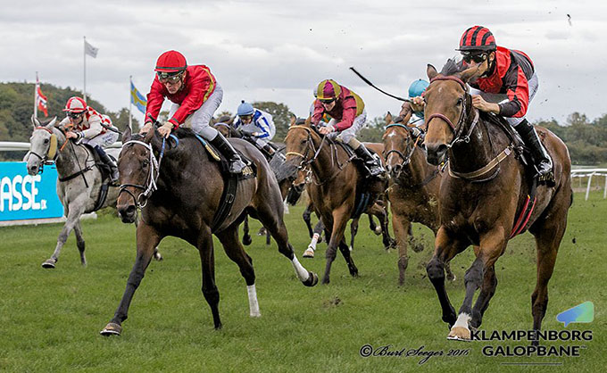 Call Of Duty (til højre) med jockey Elione Chaves ses her ryste samtlige syv konkurrenter af sig i Tortue Efterårshandicap på Klampenborg Galopbane lørdag den 8. oktober 2016. Foto Burt Seeger