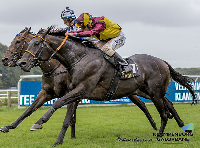 Mægtige Falconet, uvant med løb på 1400m, viste sig
at være bedst i Klampenborg Hesteejerforenings Racing Bowl Hill over 1400m. Foto Burt Seeger
