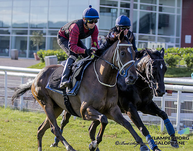 Morgengalop op til Dansk Derby 2016 med King Charles / Marcos Robaldo og No Comment / Manuel Santos. Foto Burt Seeger