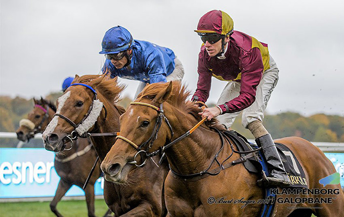 2-årige Mont Rose på vej mod sin tredje sejr. Igen med sin faste jockey Jacob Johansen. Sejren blev opnået i Produce Stakes på Klampenborg Galopbane lørdag den 22. okt. 2016. Foto Burt Seeger