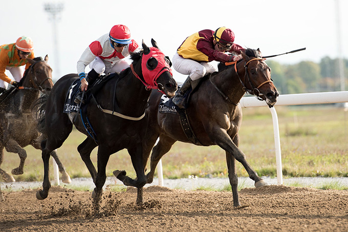 Brownie (FR) med jockey Oliver Wilson ses her i indædt opløpskamp med nærmeste konkurrent med sejr til Brownie. Foto Elina Björklund, Svensk Galopp