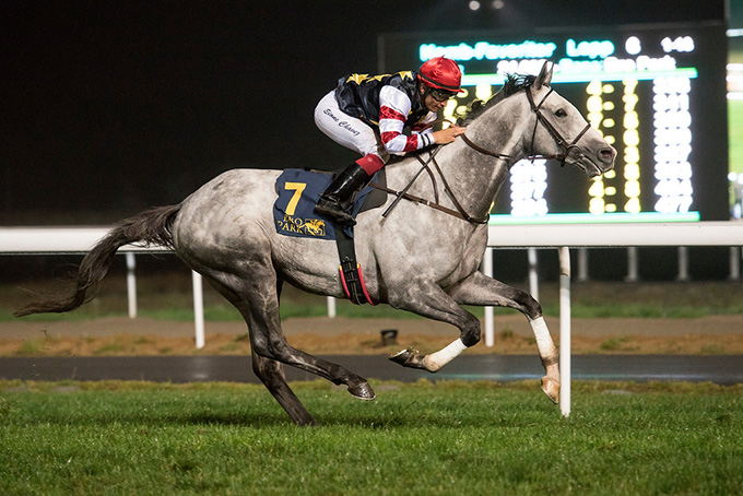 Efesos, ejet af Odessa Racing Club, sejrer i Breeders' Trophy Stayer med jockey Elione Chaves over 2400m på Bro Park, fredag den 22. sep. 2017. Foto: Elina Björklund / Svensk Galopp 