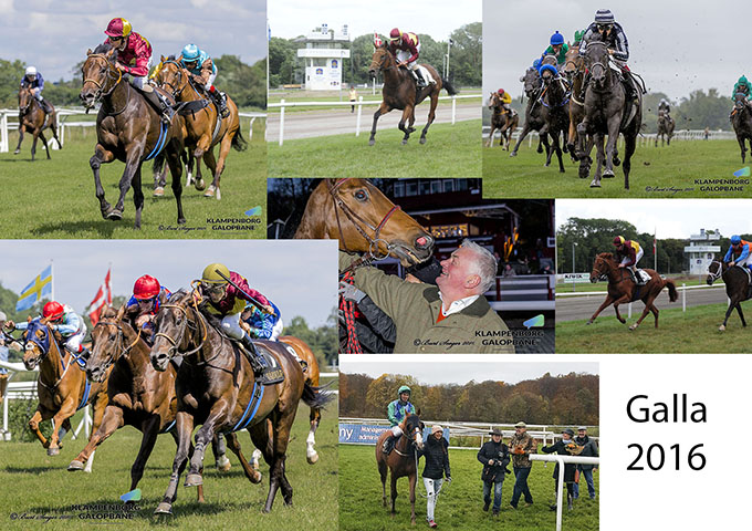 Nominerede ved Hestesportens Galla 2016, 2-årige Mont Rose; 3-årige Cabanac, Elektra Art;
Ældre heste Brownie, Falconet; træner Bent Olsen og jockey Marcos Robaldo