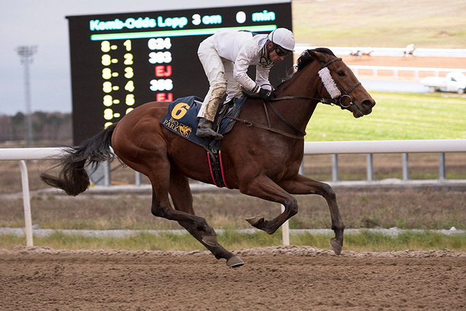 Maidensejr til 3-årige Leonardo med jockey 
	Elione Chaves, Bro Park, søndag den 19. nov. 2017. Foto Elina Björklund, svensk galopp