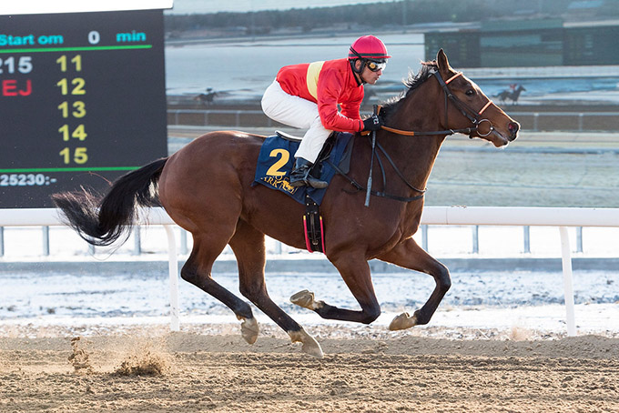 3-årige Sliceoflife (GB), ejet af Stald Inco og redet af Elione Chaves fik en fornem skandinavisk debut som vinder af MAIDENLÖPNING 3-ÅRIGA over 1500m på dirt track, Bro Park søndag den 5. marts.  Foto Elina Björklund  Svensk Galopp