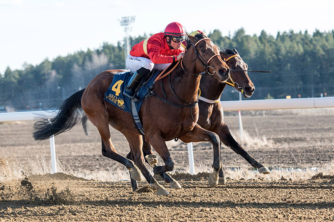 Sliceoflife (GB) med jockey Elione Chaves ses her på Bro Park 
	søndag den 19. marts 2017, kort før målstregen på vej mod ny sejr. foto Elina Björklund, Svensk Galopp