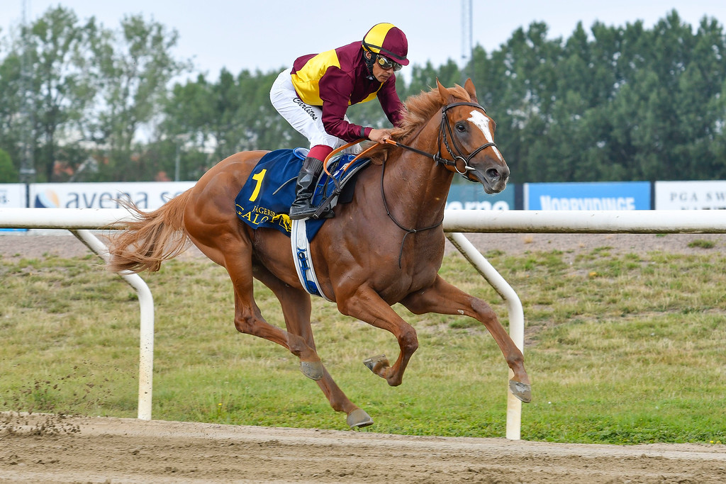 Red Cactus (USA), redet af jockey Carlos Lopez. sejrer overlegent i Hurricanelöpning, 4. aug. 2019 på Jägersro. Foto Stefan Olsson, SVensk Galopp