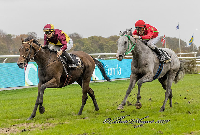 Talisman opnår sin fjerde sejr i 2019, denne gang med jockey Elione Chaves, lørdag d. 26. okt. 2019. Foto Burt Seeger