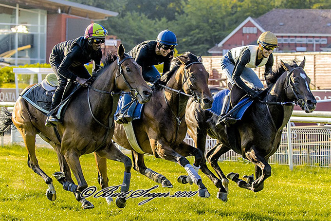 Bent Olsens tre derbydeltagere i Dansk Derby 2020 under morgengalop den 3. aug. - Laban, New Target og The Maestro. Laban i midten, New Target nærmest kameraet og The Maestro længst til højre. Foto Burt Seeger