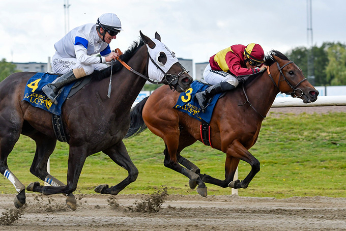 Nascetta, en 3-årig brun hoppe efter Dubawi og ejet af Lone Kaj-Nielsen blev redet til sejr af
jockey Elione Chaves i storløbet Malmö Stads Pris søndag den 12. juli. Foto Stefan Olsson, Svensk Galopp