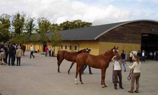 17 september afholdes Scandinavian Open Yearling Sale på York Stutteri. Arkivfoto Styles-Ok.